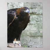 Poster Aigle d'or (Devant)