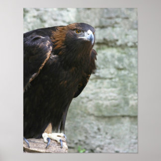 Poster Aigle d'or