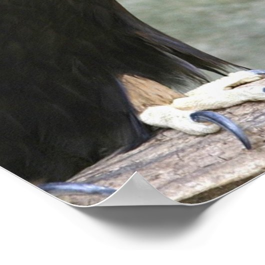 Poster Aigle d'or (Coin)