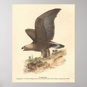 Poster Aigle d'or (Aquila chrysaetos) NY Bird Image