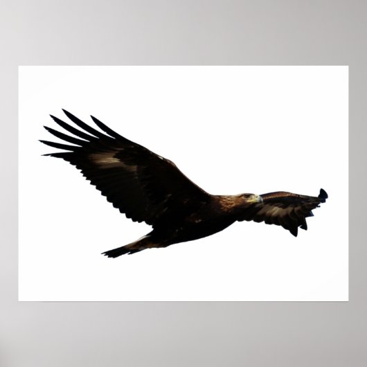 Poster Aigle d'or qui s'envole (Devant)