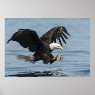 Poster Aigle en approche