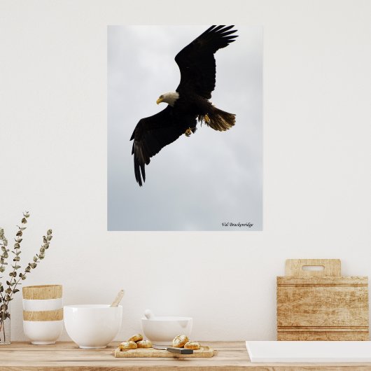 Poster "Aigle en vol" (Cuisine)