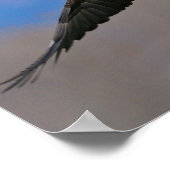 Poster Aigle et dindes (Coin)