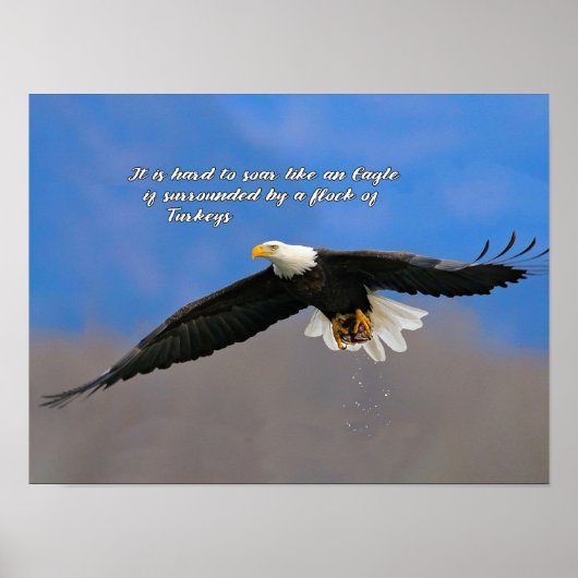 Poster Aigle et dindes (Devant)