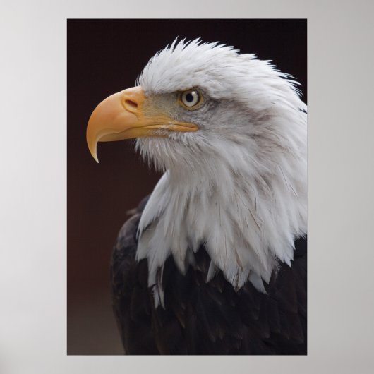 Poster Aigle fier imprimé (Devant)