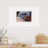 Poster Aigle gros plan avec drapeau (Cuisine)