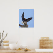 Poster Aigle (Haliaeetus leucocephalus) avec ailes (Cuisine)