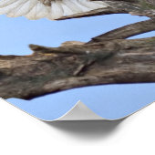 Poster Aigle (Haliaeetus leucocephalus) avec ailes (Coin)