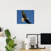 Poster Aigle, Haliaeetus leucocephalus, Homer, (Bureau à domicile)