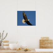 Poster Aigle, Haliaeetus leucocephalus, Homer, (Cuisine)