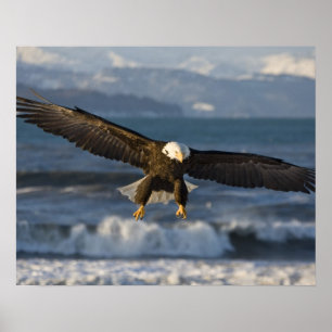 Poster Aigle, Haliaeetus leucocephalus, Homer, 3