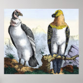 Poster Aigle jaune blanc gris (Devant)