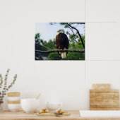 Poster Aigle mûre perché dans l'arbre (Cuisine)