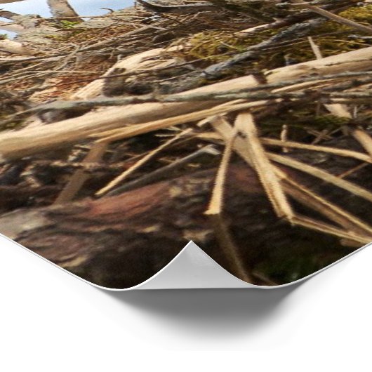 Poster Aigle nicheur (Coin)