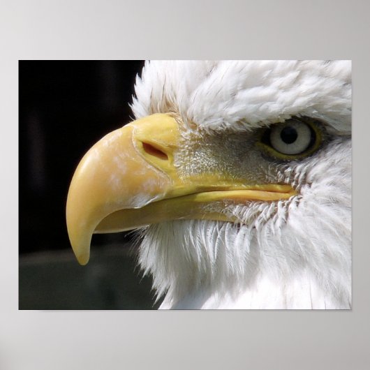 POSTER AIGLE OISEAU DE PROIE  (Devant)