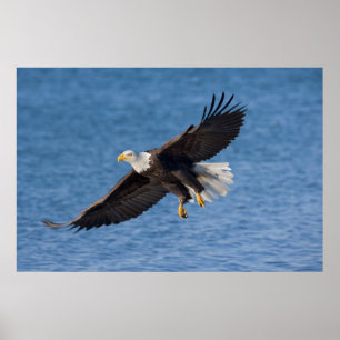 Poster Aigle royal en vol