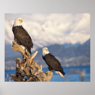 Poster aigle royal, Haliaeetus leuccocephalus, couple