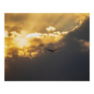 Poster Aigle royal hors du soleil