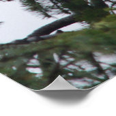 Poster Aigle sur l'image du sommet de l'arbre (Coin)