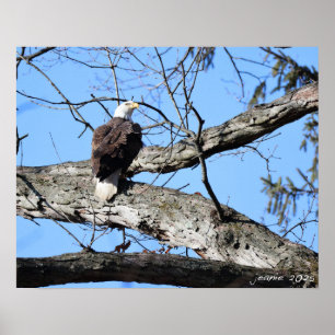 Poster Aigle sur une branche