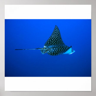 Poster Aigle tacheté Ray, Belize 2006
