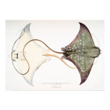 Aigle tacheté Stingray : Une Créature Magnifique