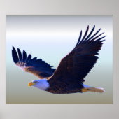 Poster Aigle volant (Devant)