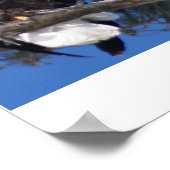 Poster Aigles (Coin)