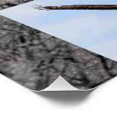 Poster Aigles à tête blanche, élever Junior (Coin)