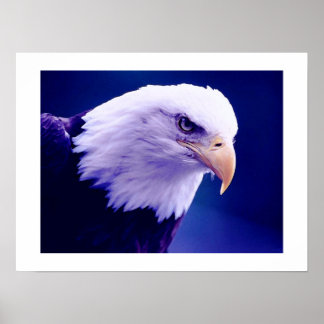 Poster Aigles américains - Imprimantes d'affiches d'aigle