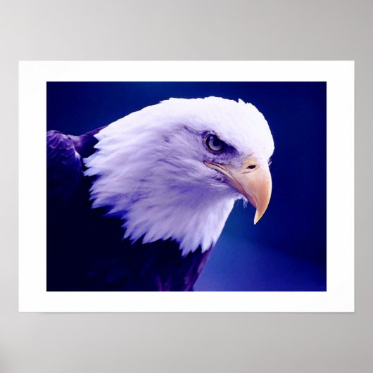 Poster Aigles américains - Imprimantes d'affiches d'aigle (Devant)