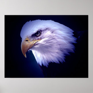 Poster Aigles américains - Imprimantes d'affiches d'aigle