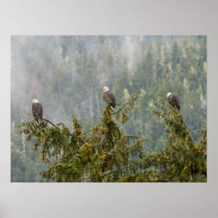 Poster Aigles chauds   Tongass National Forest Alaska