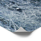 Poster Aigles chauves (Haliaeetus leucocephalus) à (Coin)