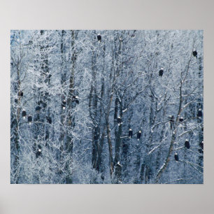 Poster Aigles chauves (Haliaeetus leucocephalus) à