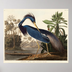 Poster Aigrette de Louisiane d'après Birds of America (18