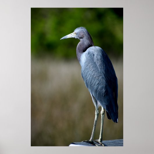 Poster Aiguille bleue dans la nature (Devant)