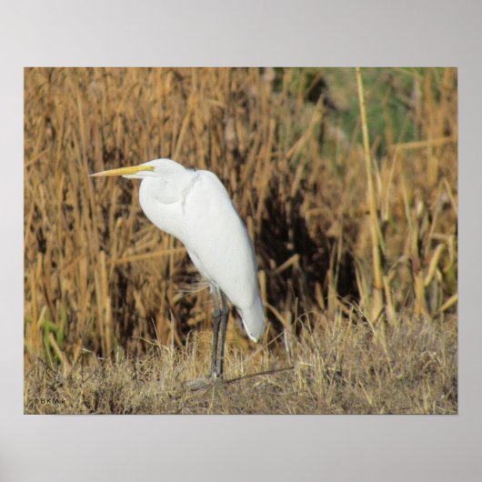 Poster - Aiguille en herbe (Devant)