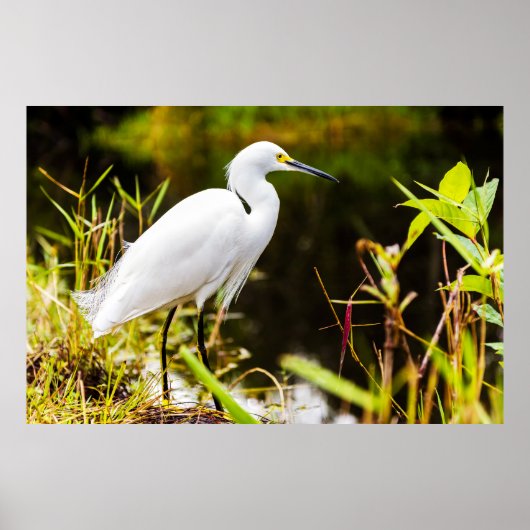 Poster Aiguille neigeuse des Everglades (Devant)