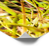 Poster Aiguille neigeuse des Everglades (Coin)