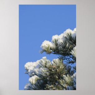 Poster aiguilles de pin