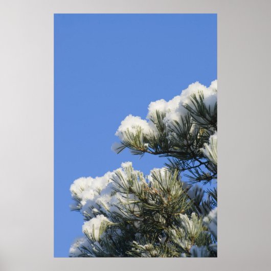Poster aiguilles de pin (Devant)