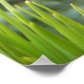 Poster Aiguilles de pin (Coin)