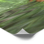 Poster aiguilles de pin au-dessus de l'eau (Coin)