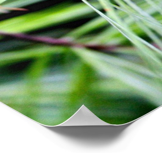Poster aiguilles de pin blanc (Coin)