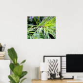 Poster aiguilles de pin blanc (Bureau à domicile)