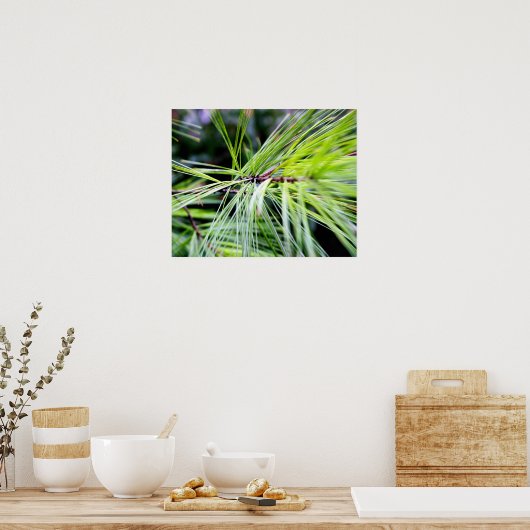 Poster aiguilles de pin blanc (Cuisine)