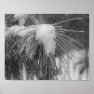 Poster Aiguilles de pin de glace neige Noir Blanc Nature 