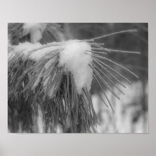 Poster Aiguilles de pin de glace neige Noir Blanc Nature (Devant)